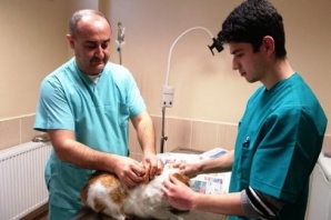 Maltepe'de Sokak Hayvanlarına Veterinerlik Hizmeti