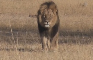 Afrika'nın en ünlü aslanını Cecil öldürüldü.