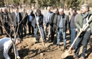 Beykoz'da Meyve Bahçesine İlk Fidanlar Dikildi