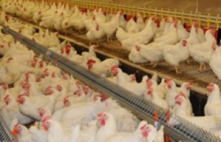 Tavuk yumurtası üretimi 1,5 milyar adet olarak gerçekleşti