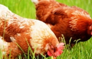 Tavuk yumurtası üretimi 1,4 milyar adet olarak gerçekleşti