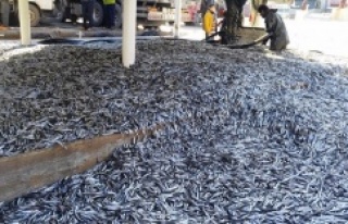 Balıkçılar Liman'da bedava hamsi dağıttılar