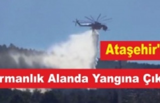 Ataşehir'de Ormanlık Alanda Yangın Çıktı