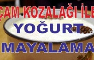 ÇAM KOZALAĞI İLE DOĞAL YOĞURT MAYALAMA