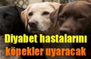 Diyabet köpekleri