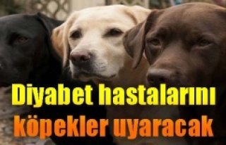 Diyabet köpekleri