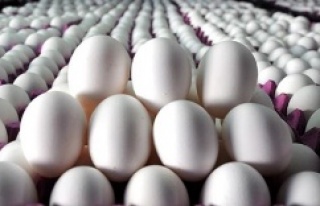 Yumurta fiyatlarında şok düşüş