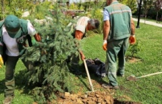 ATAŞEHİR'DE DEVRİLEN AĞAÇLARIN YERLERİNE...