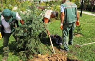 ATAŞEHİR'DE DEVRİLEN AĞAÇLARIN YERLERİNE...