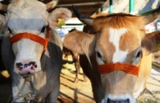 Satılmayan Kurbanlıkları Et ve Süt Kurumu Alacak