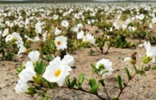 Şili'deki Atacama Çölü çiçek tarlasına...