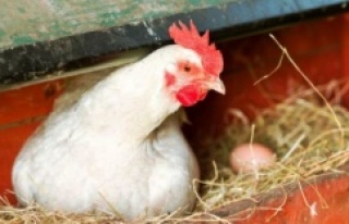 Bu Tavuklar kanser ilacı yumurtluyor!