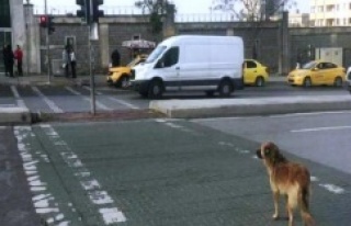 Yaya Geçidinden Geçmeyi, Köpek Öğrendi İnsan...