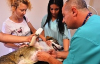 Maltepe’de 4 yılda 45 bin sokak hayvanı tedavi...