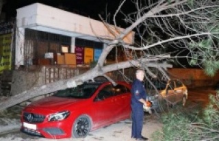 Ataşehir'de Ağaç lüks otomobilin üzerine...
