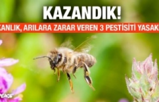 Arılara zarar veren 3 pestisit yasaklandı