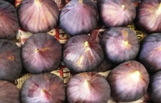 Taze siyah incirin ihracatı 29 Temmuz'da başlıyor