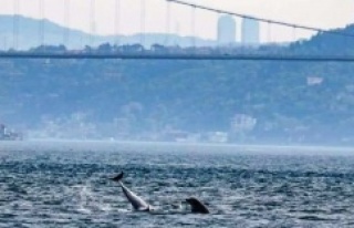 İstanbul Boğazı'nda yunus şöleni