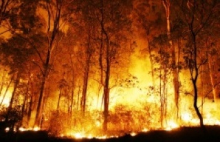Türkiye’de yanan orman alanlarının %98’i insan...