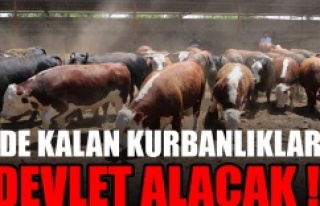 Elde kalan kurbanlıkları Et ve Süt Kurumu alacak