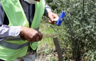 Yabani Zeytin Ağaçları Ekonomiye Kazandırılıyor