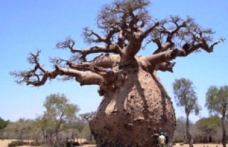 TOBOROÇİ AĞACI (TOBOROCHI TREE)