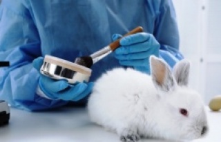192 milyondan fazla hayvan, deney için laboratuvarlarda...