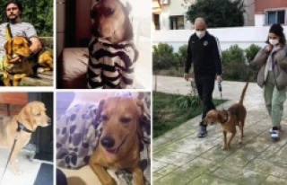 "Köpüş" hayvan sever bulup köpeği sahiplendirdi