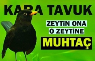 ZEYTİNİN BAĞBANI KARATAVUK