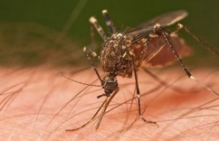 Sivrisinekten nasıl kurtulunur?