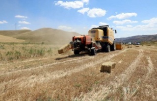 Çankırı Belediyesi, sezonun ilk buğday hasadını...