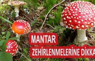 Mantar zehirlenmeleri Dikkat