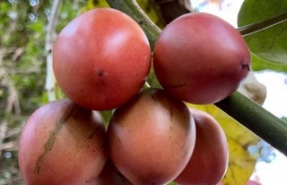 Tamarillo