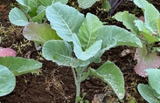 Karadeniz Ekonomisinin Görünmeyen Kahramanları