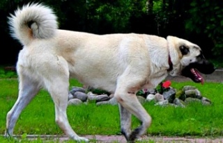 AKSARAY MALAKLISI ; ANADOLU ÇOBAN KÖPEĞİ
