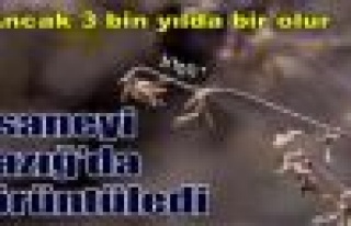 3 bin yılda bir açan Udumbara 'AVATAR filminin'...