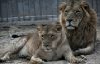 Batı Afrika'da aslanlar tehdit altında