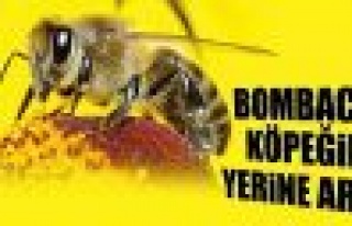 Bomba İmha Uzmanı ‘ARILAR’