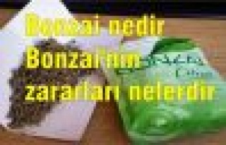 Bonzai nedir? Bonzai'nin zararları nelerdir? 