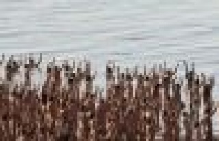 Çıplaklar kutsal Lut Gölü'nde  poz verdi