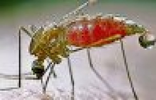 İlaca Dayanıklı Sıtma Parazitleri Bulundu