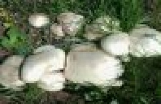 Ilgaz Dağında Mantar Bolluğu Yaşanıyor