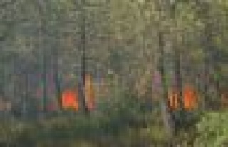 İstanbul Aydos'da orman yangını