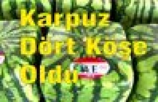 Karpuz Dört Köşe Oldu