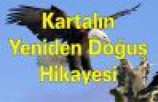 Kartalın Yeniden Doğuş Hikayesi