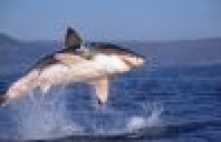 Uçan köpekbalığının avlanma görüntüleri izleyenleri...