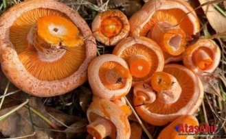 KANLICA MANTARI