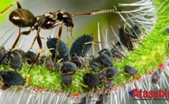 Kahve yetiştiren karıncalar