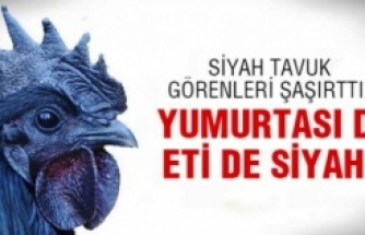 Eti, Yumurtası Siyah, Kara Tavuk, Ayam Cemani,