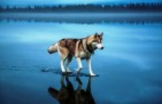 Kurt Köpeği, Göl Manzarası